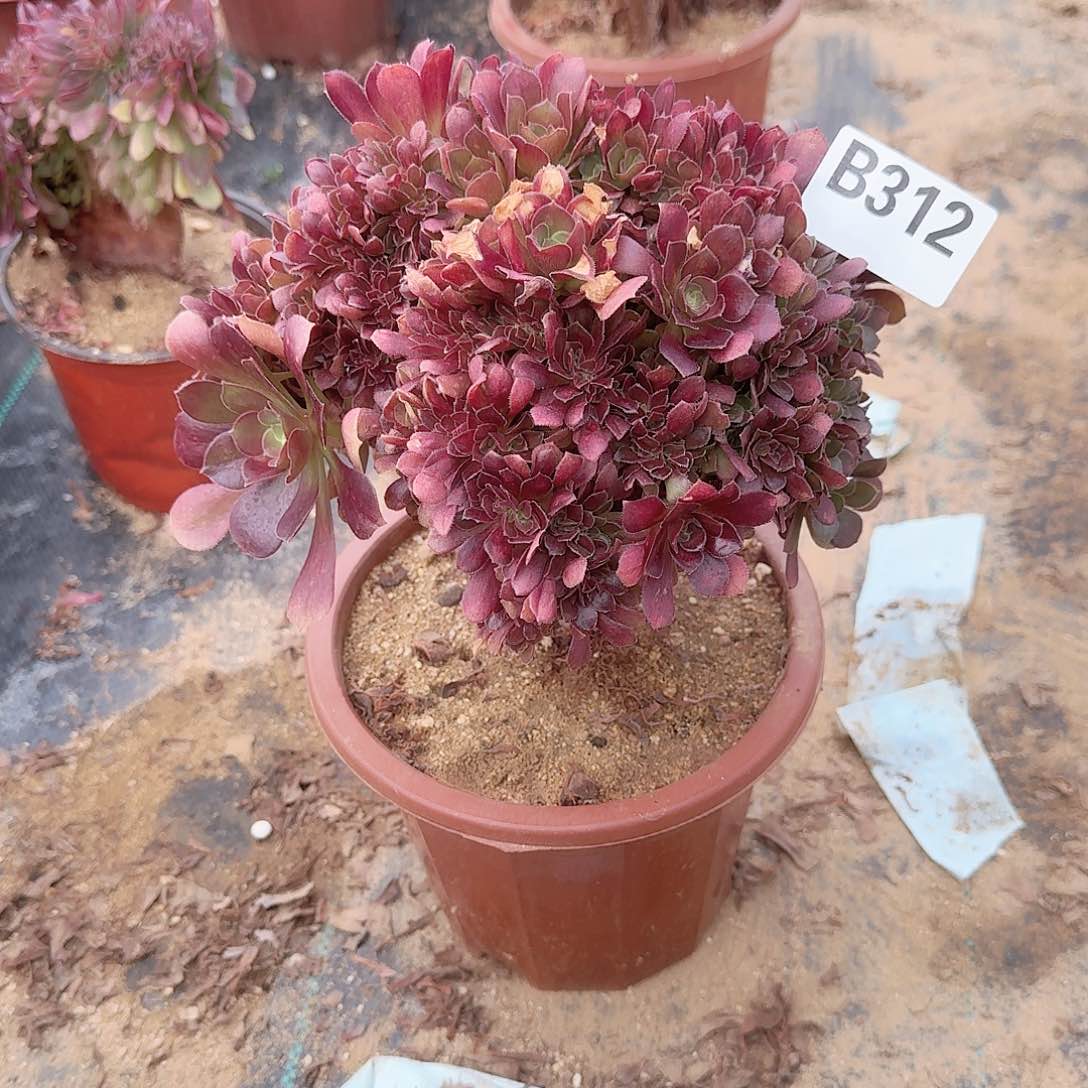 312玫瑰朵朵一颗呀呀