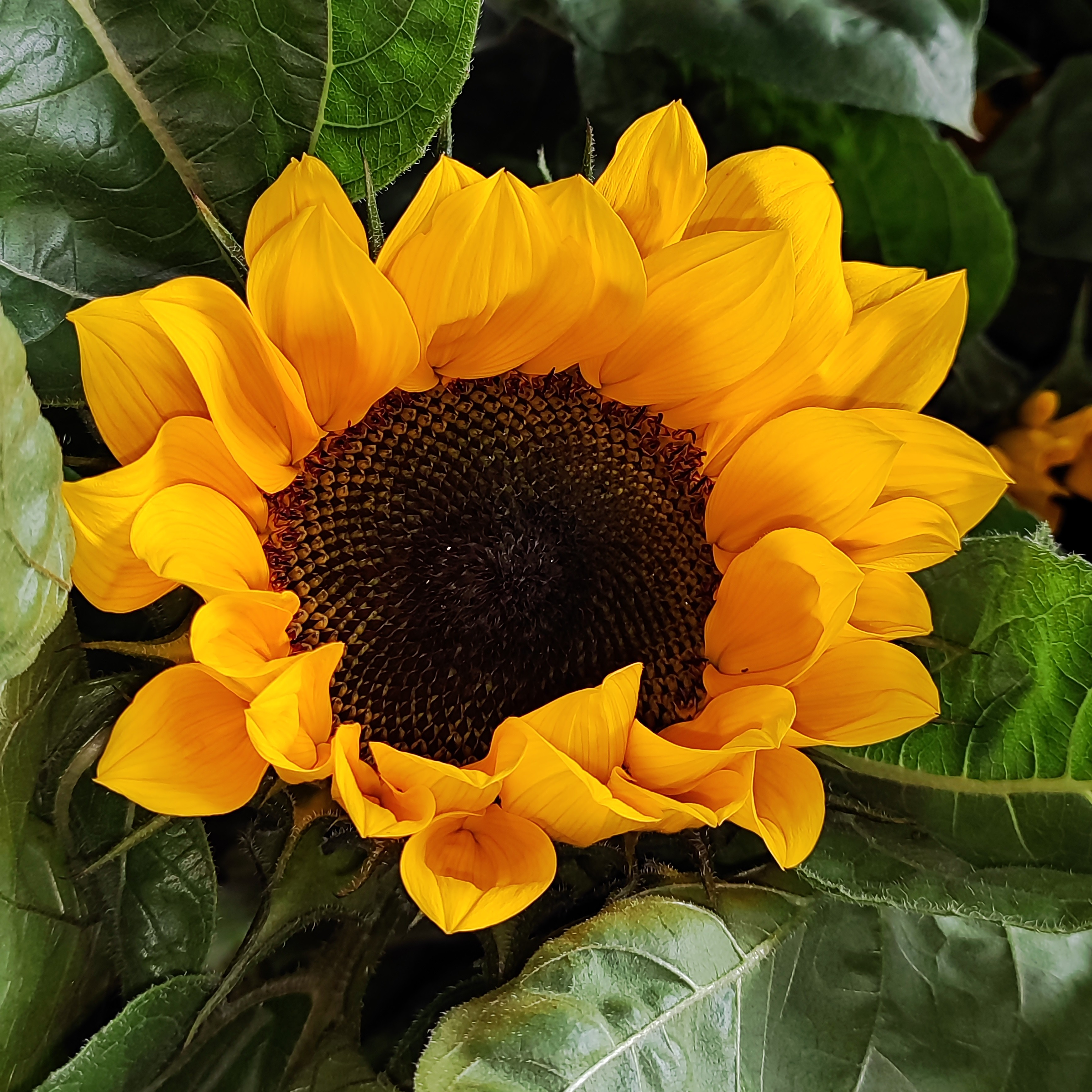 向日葵鲜花基地直发情人节花束家庭插花瓶插