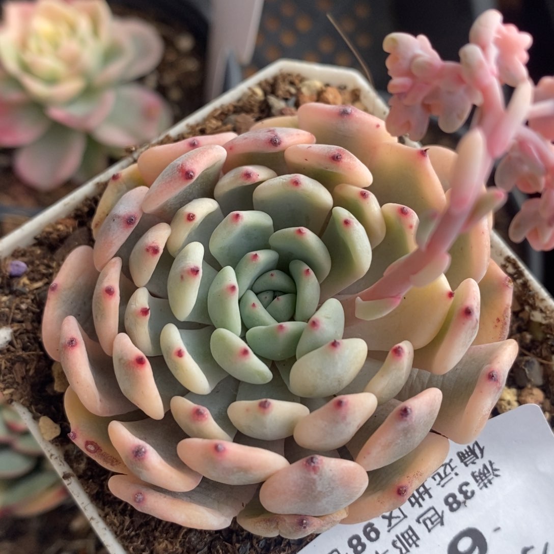 608雪爪锦单头带根