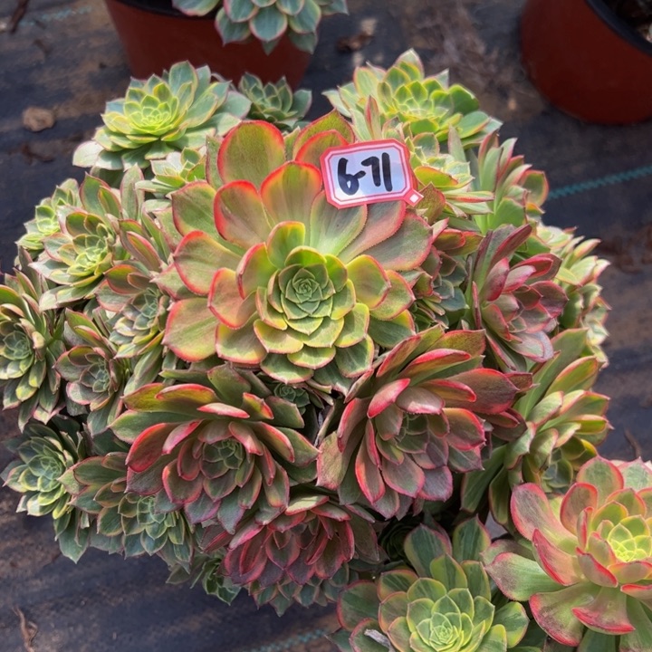 万黄锦多肉植物6-71