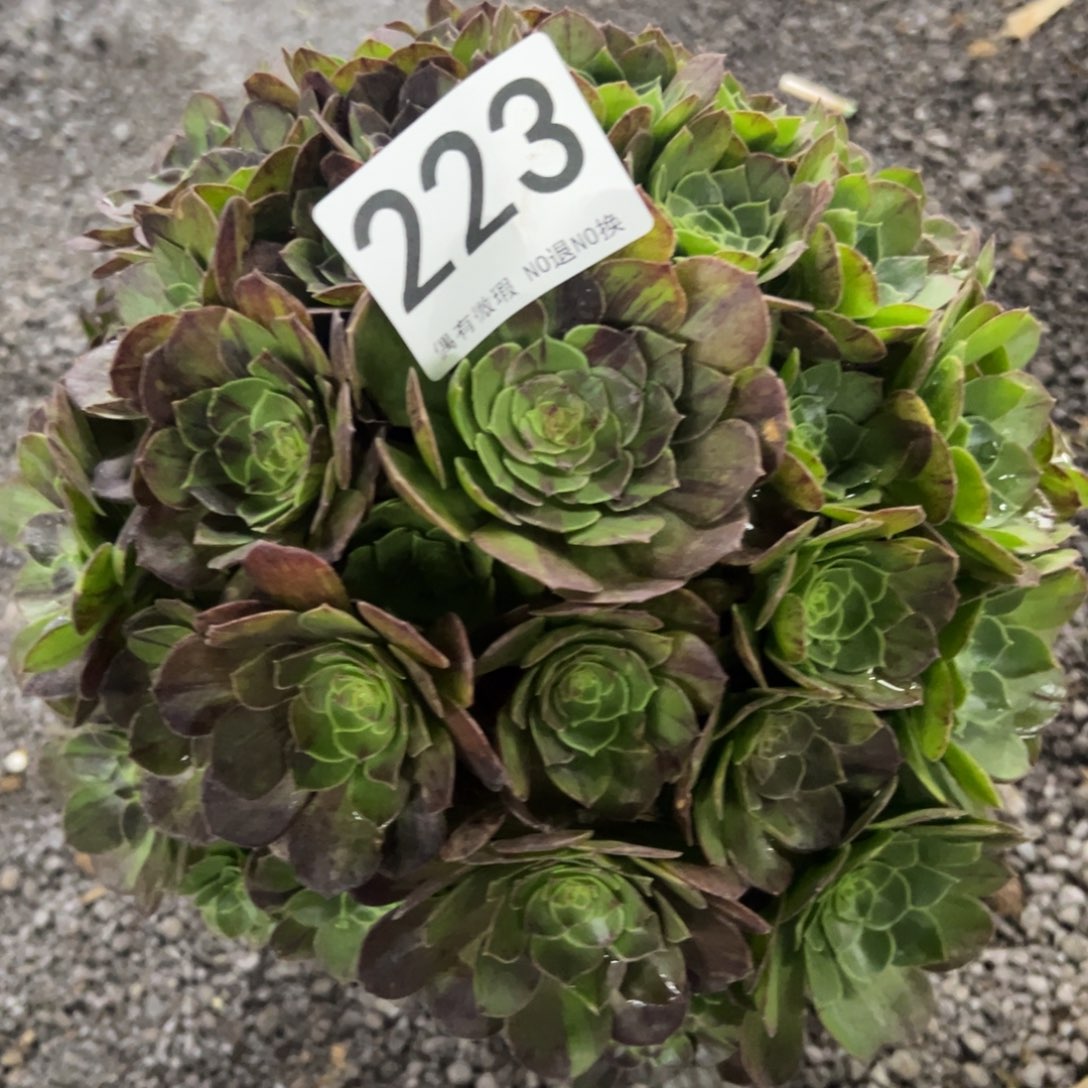 我是真的很喜欢这个