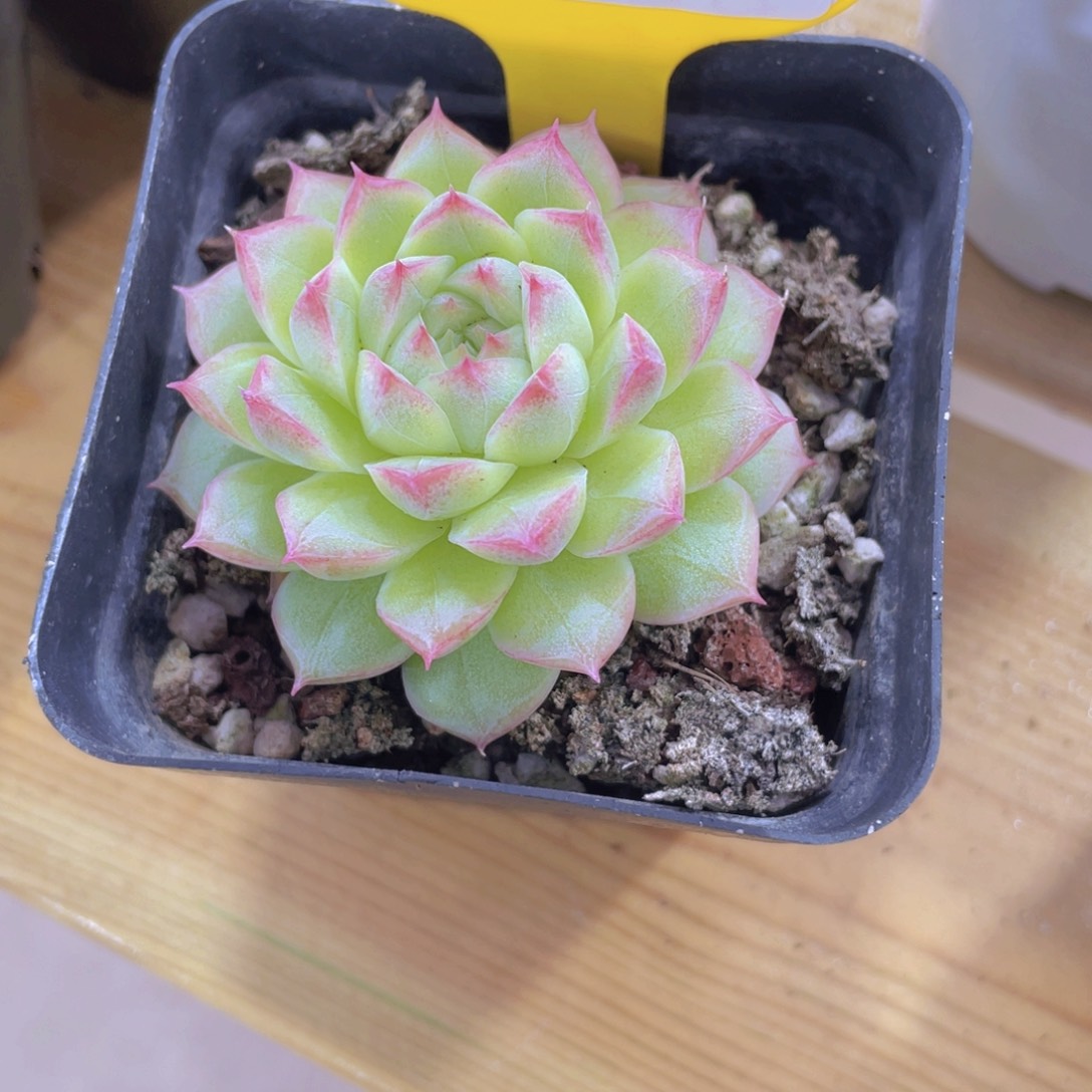 1212号 天花板女王单头一个