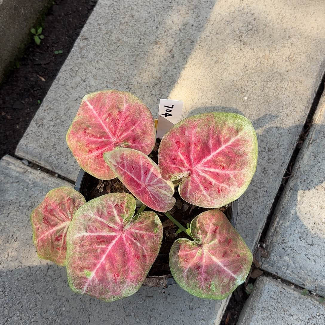 泰国彩叶芋 104-0203