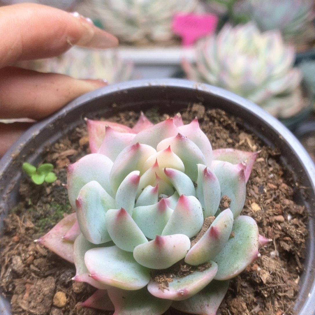 053锦锦锦锦锦锦锦锦