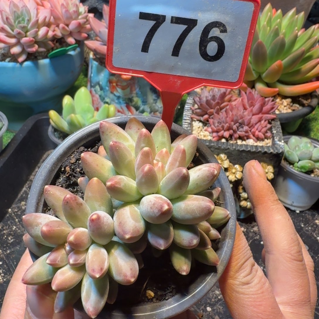 伊卡鲁斯一物一拍776