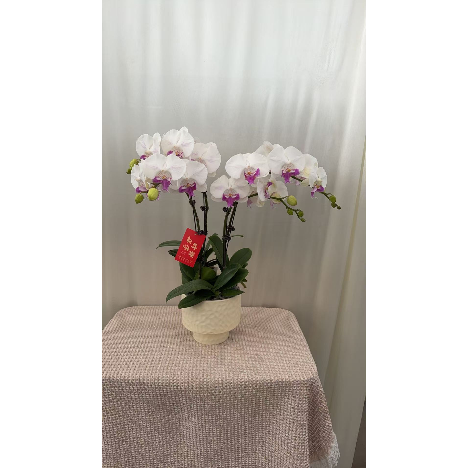 【茶花仙子组盆】蝴蝶兰白色系白花红芯长花期室内花卉绿植