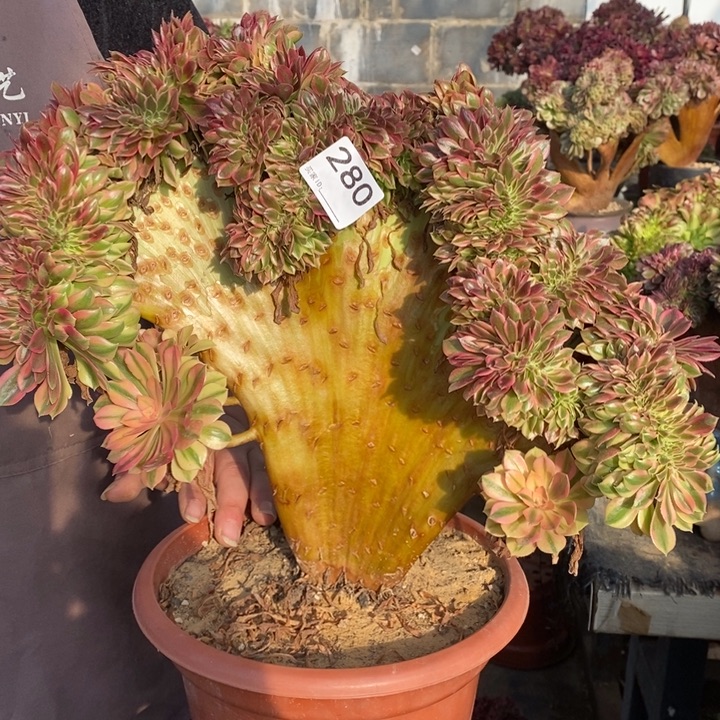 梦幻七彩法师锦缀化280