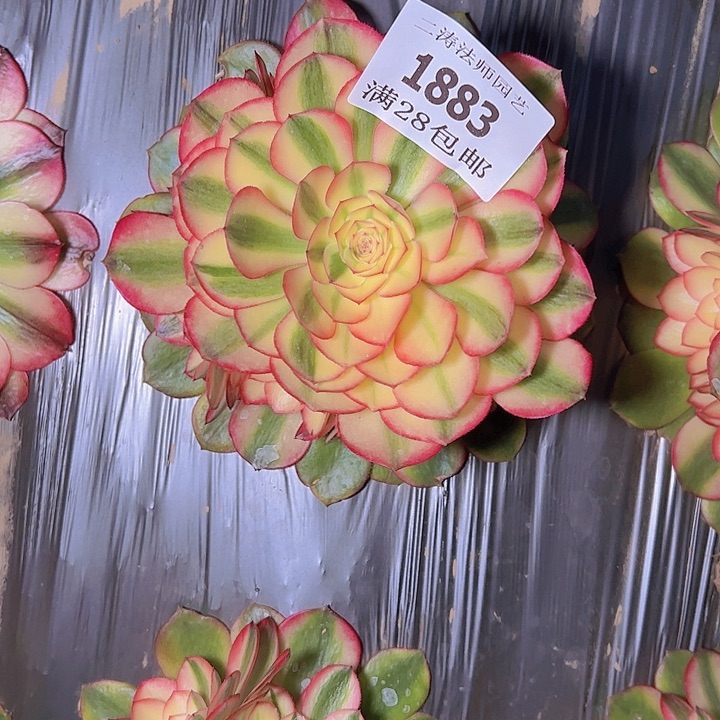 1883荔枝多肉植物2号