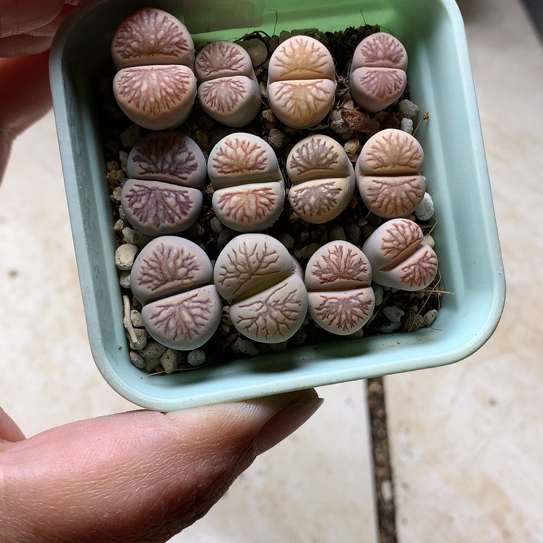 E18多肉植物保护研究所