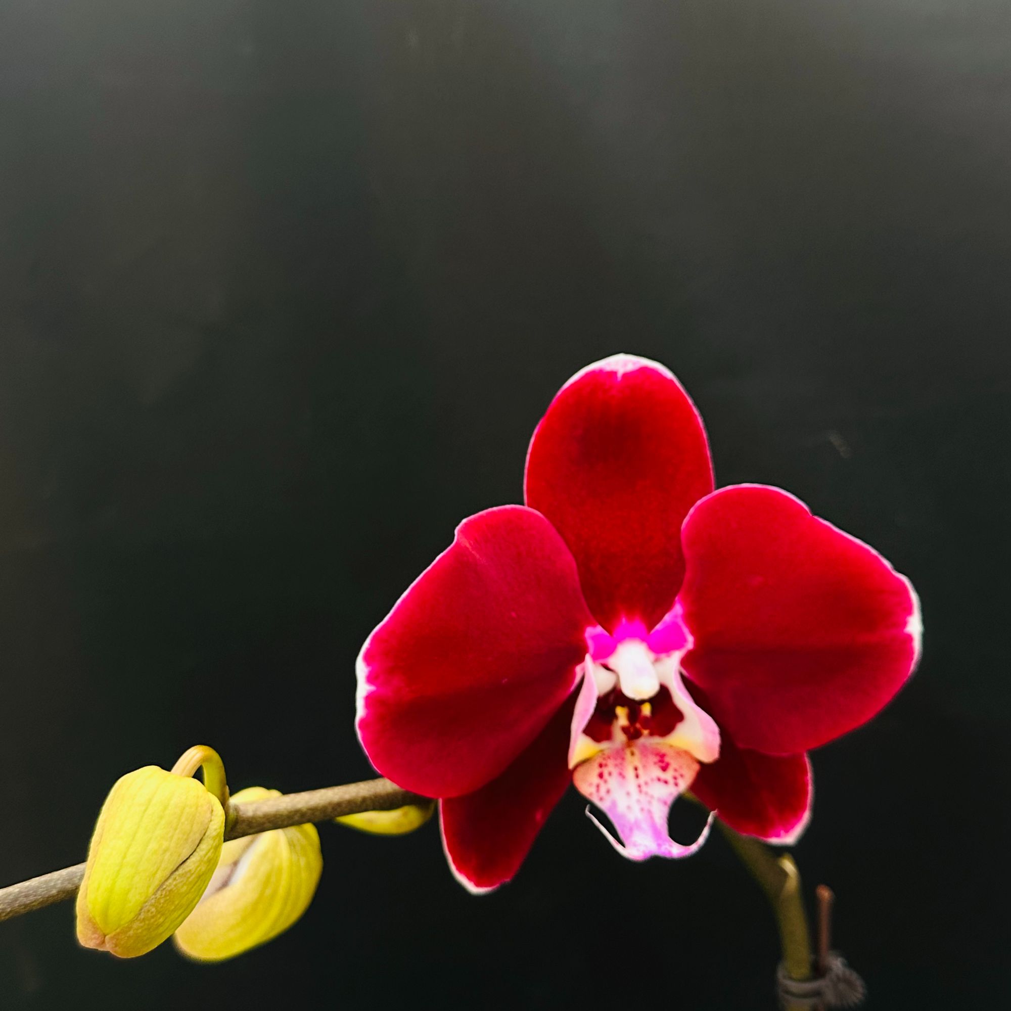 幻影 3.5寸单花剑  高品质精品蝴蝶兰室内高端绿植花卉 