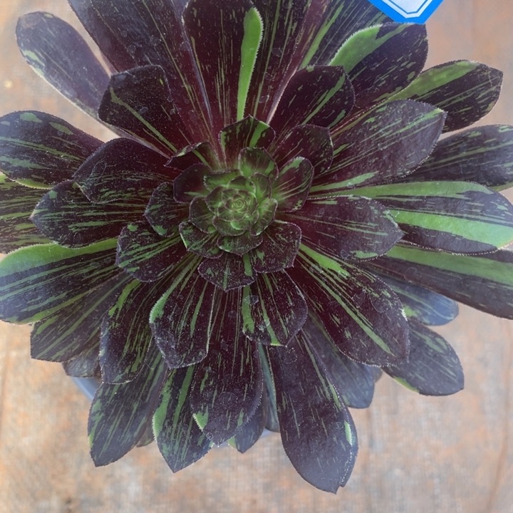 137魔法师拉丝锦锦锦