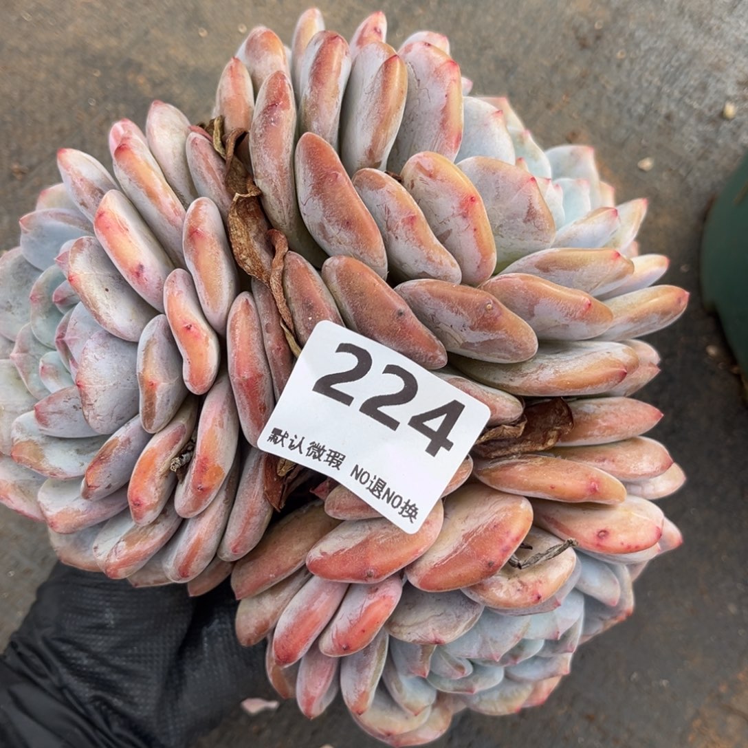 224号新疆西藏内蒙古不包邮的