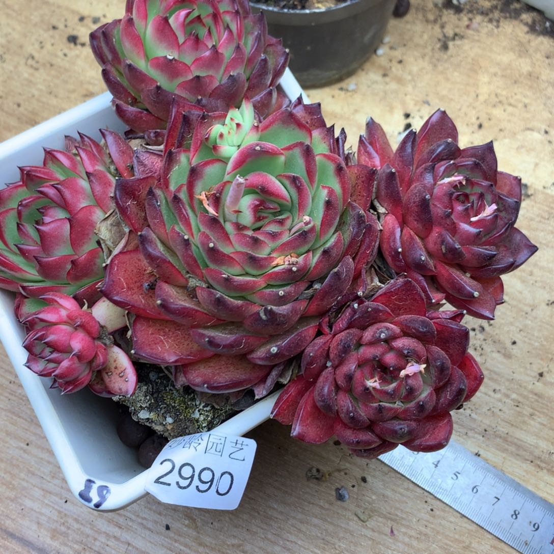 金**咪2990杂交精品基地17厘米