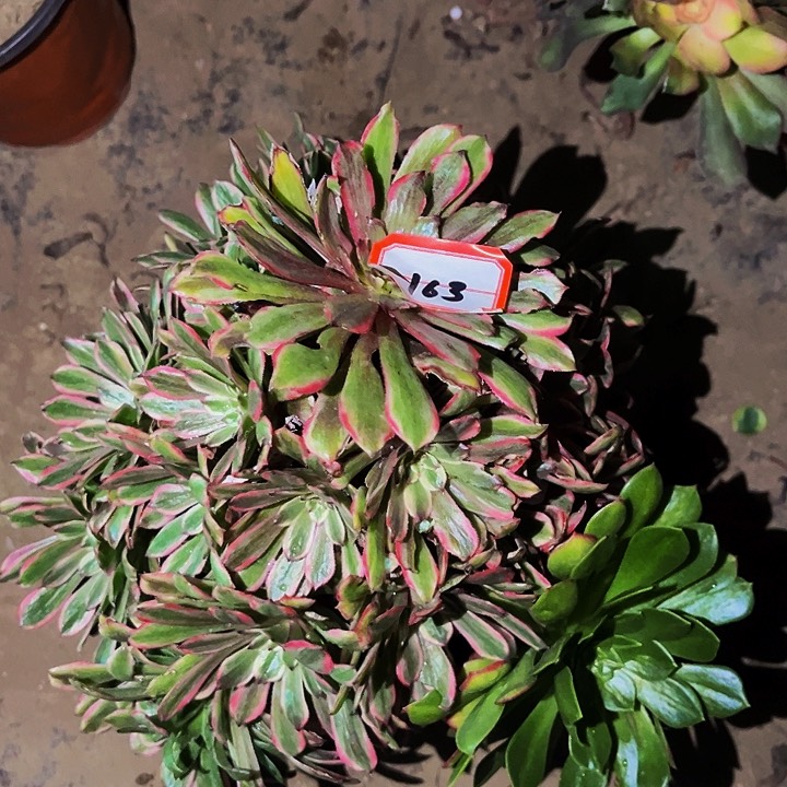 165糖果粉黛多肉植物处理不售后