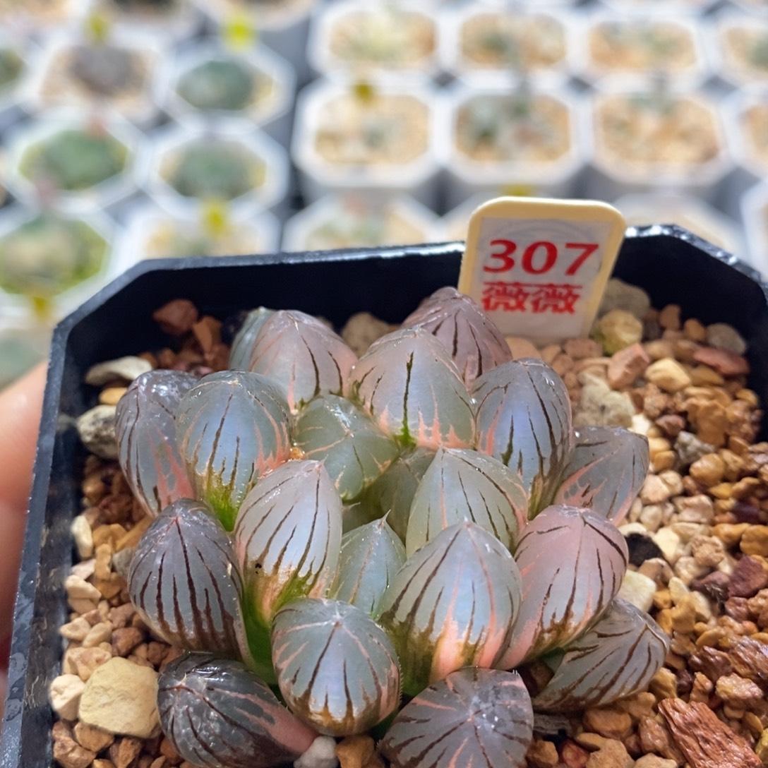 不开花植物307霓虹灯