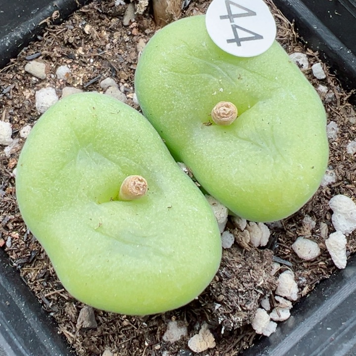 44干1111111111111111