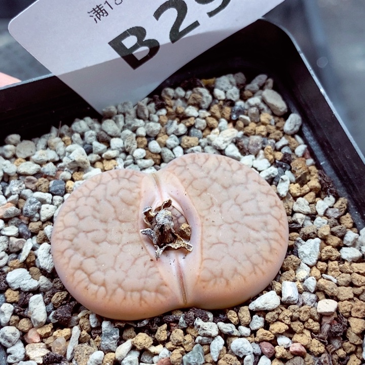 你的生活是我的最爱的293