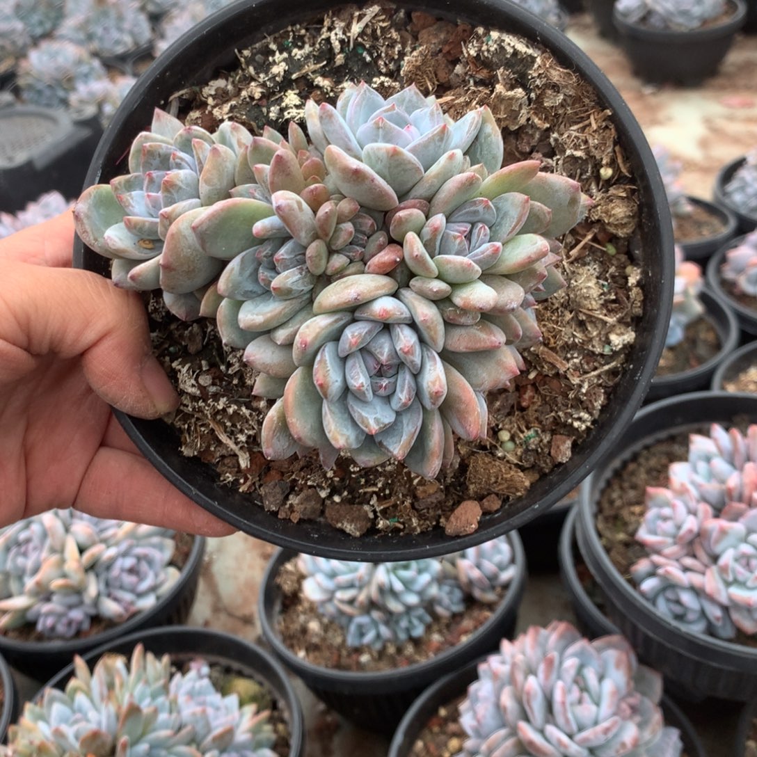 无花朵无砍哈哈哈哈哈哈哈