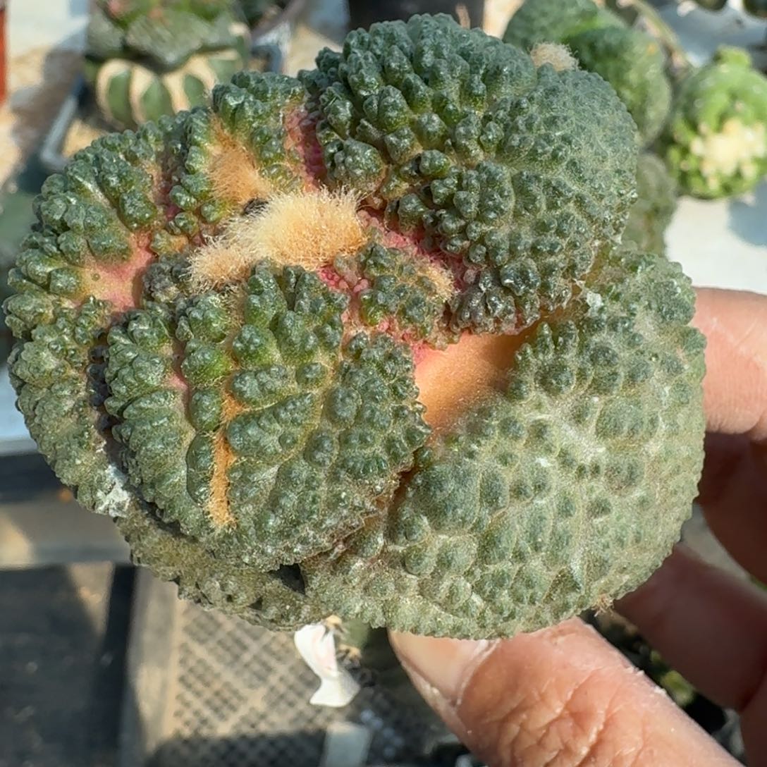 【闪购商品】苗接大尤哥连293