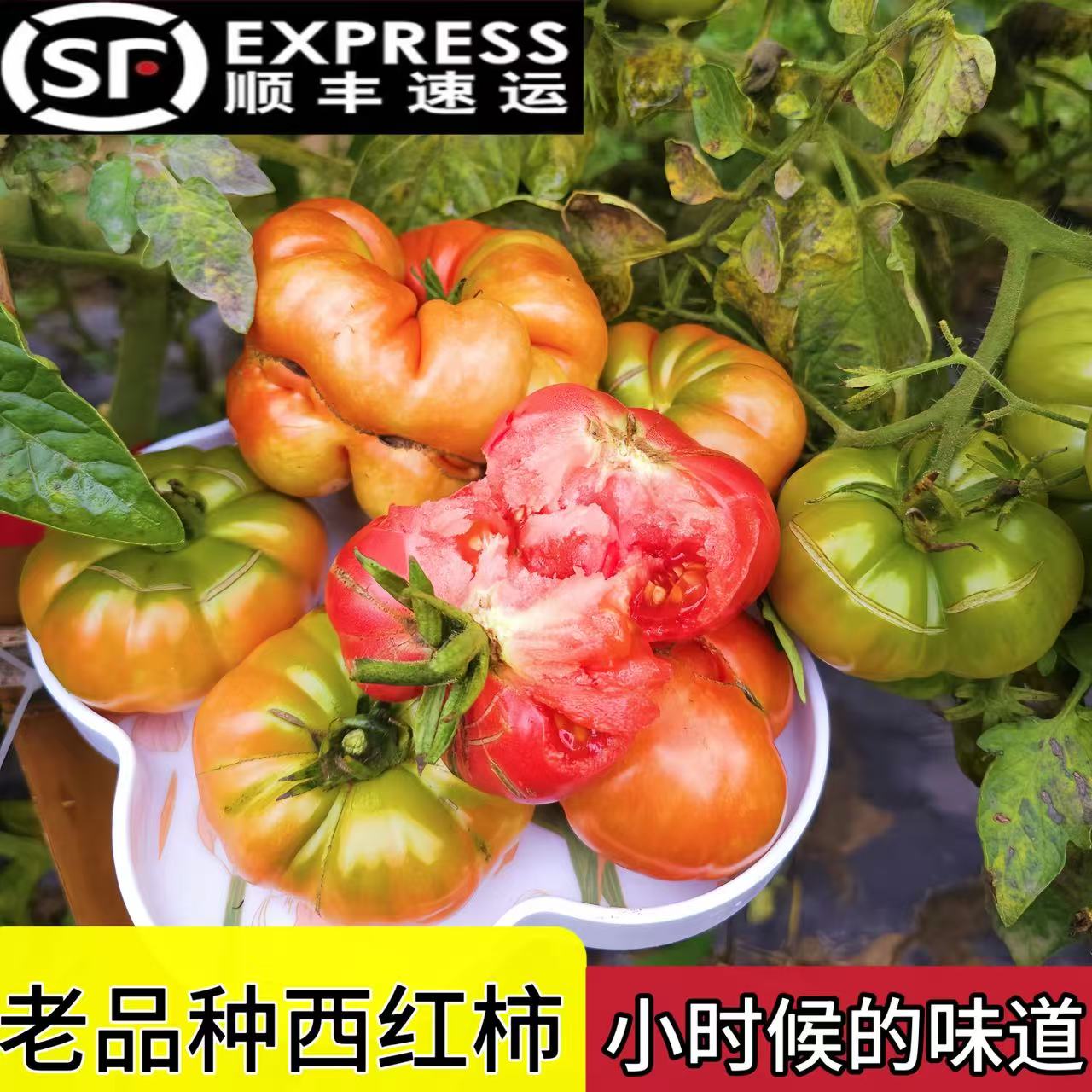 顺丰包邮[老品种西红柿]贵州高山老品种丑番茄马蹄西红柿