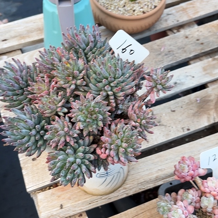 多肉植物，炫彩星160号