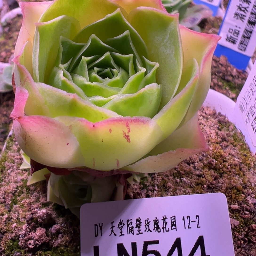 予***এLN544帕美至爱黄金体手捧群