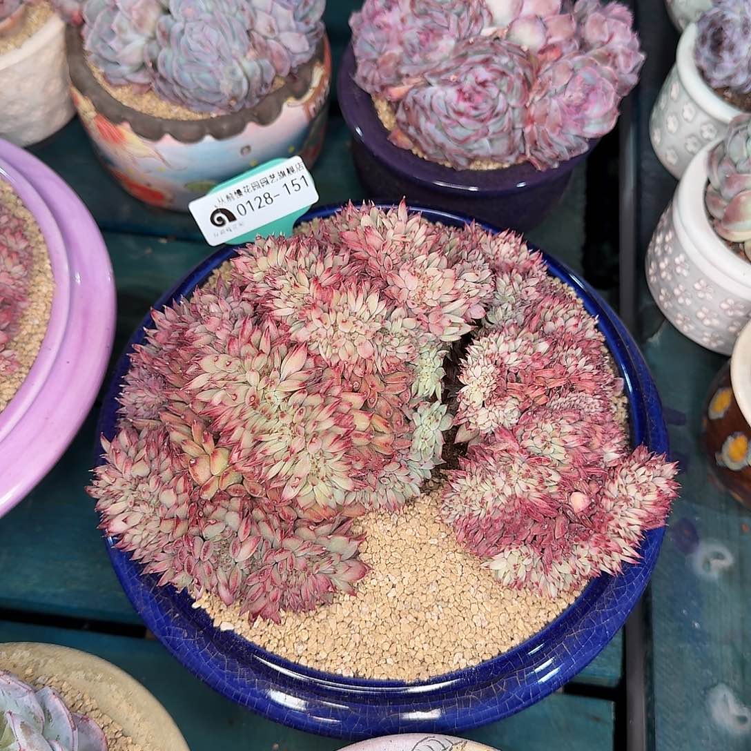 从前慢花园多肉0128-151