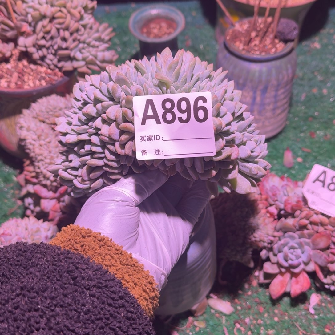 星影缀化呀呀呀呀了