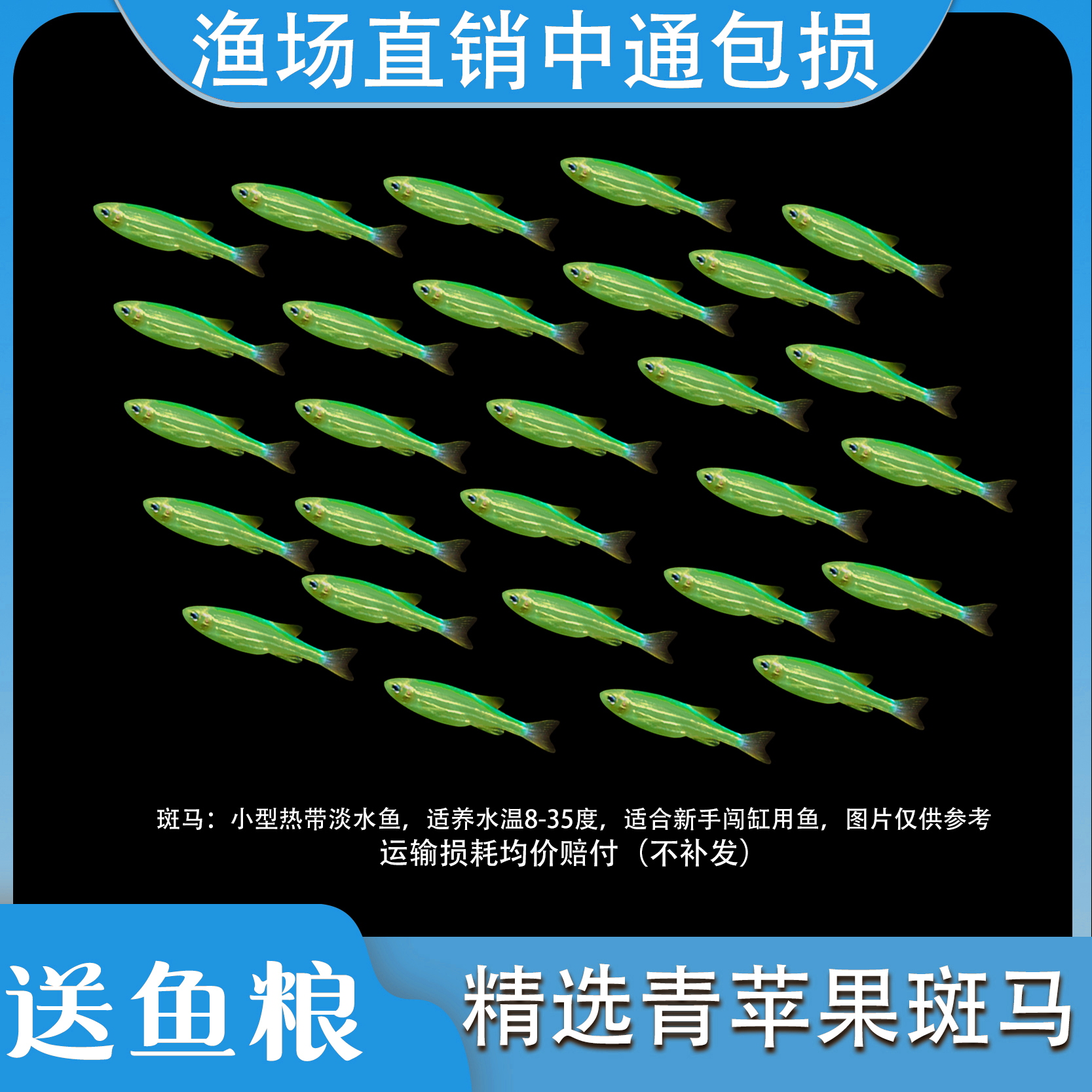 【单色红黄绿斑马】糖果斑马热带好养耐活冷水路损包赔小型观赏鱼