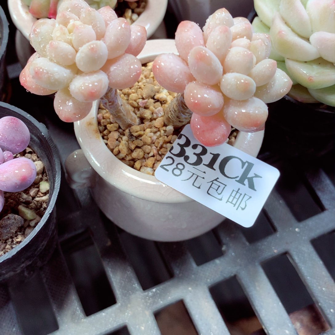 5厘米盆精控多肉331