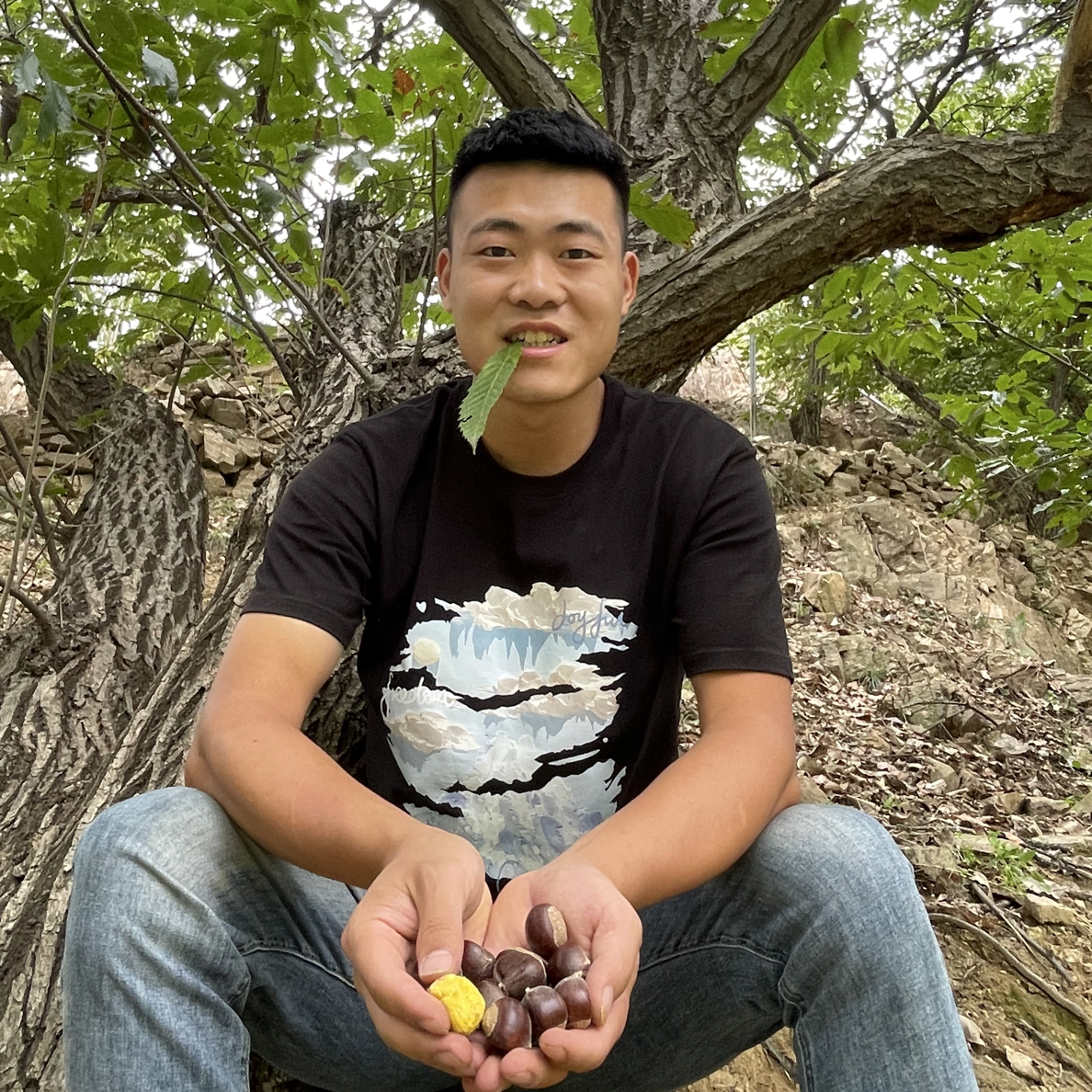 沂蒙山老树新鲜板栗高山生栗子香甜软糯当季整箱批发坏果包赔