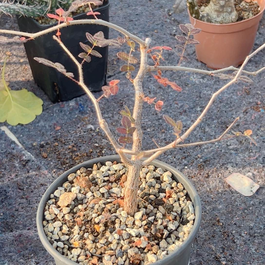 实生 滔天橄榄0000