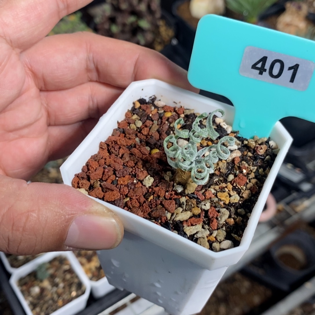 毛蚊香弹簧草产地