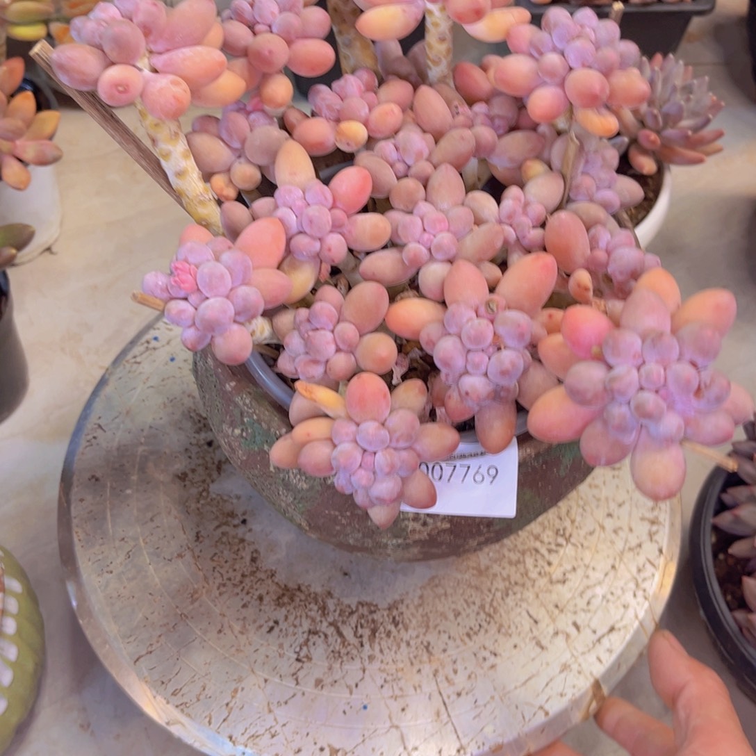 一****多肉一物一拍7769