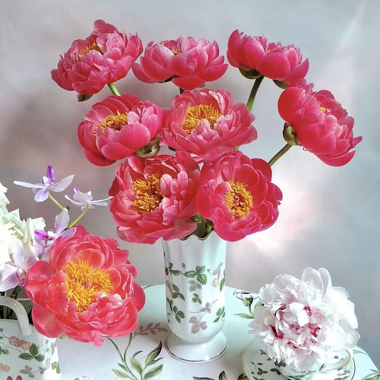 【花之物语】珊瑚魅力芍药新西兰进口  包邮