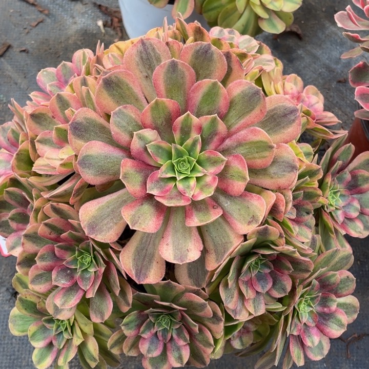 121雨合精品法师多肉