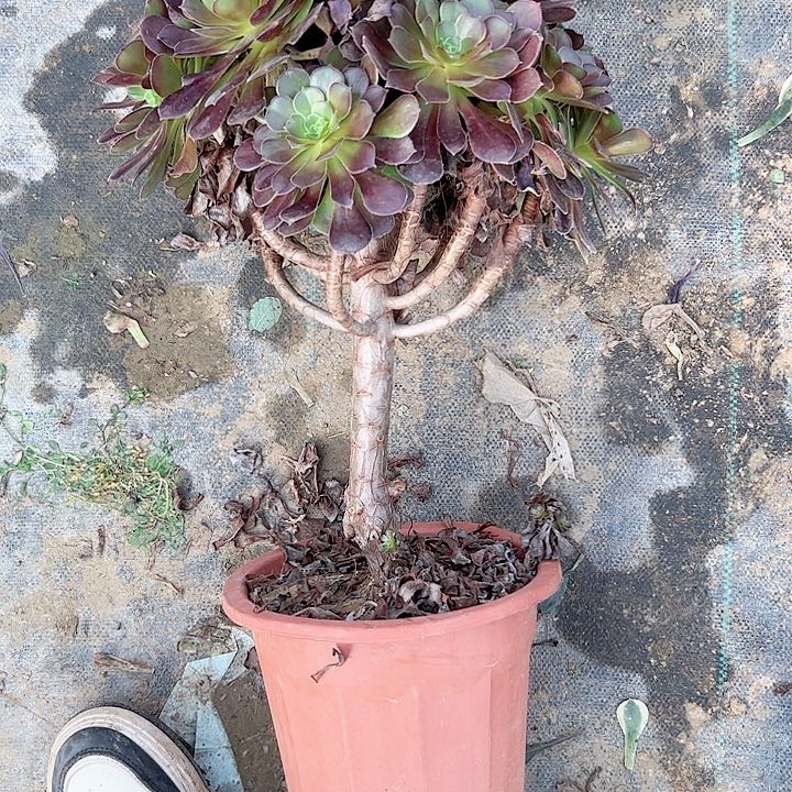 多肉法师植物链接38