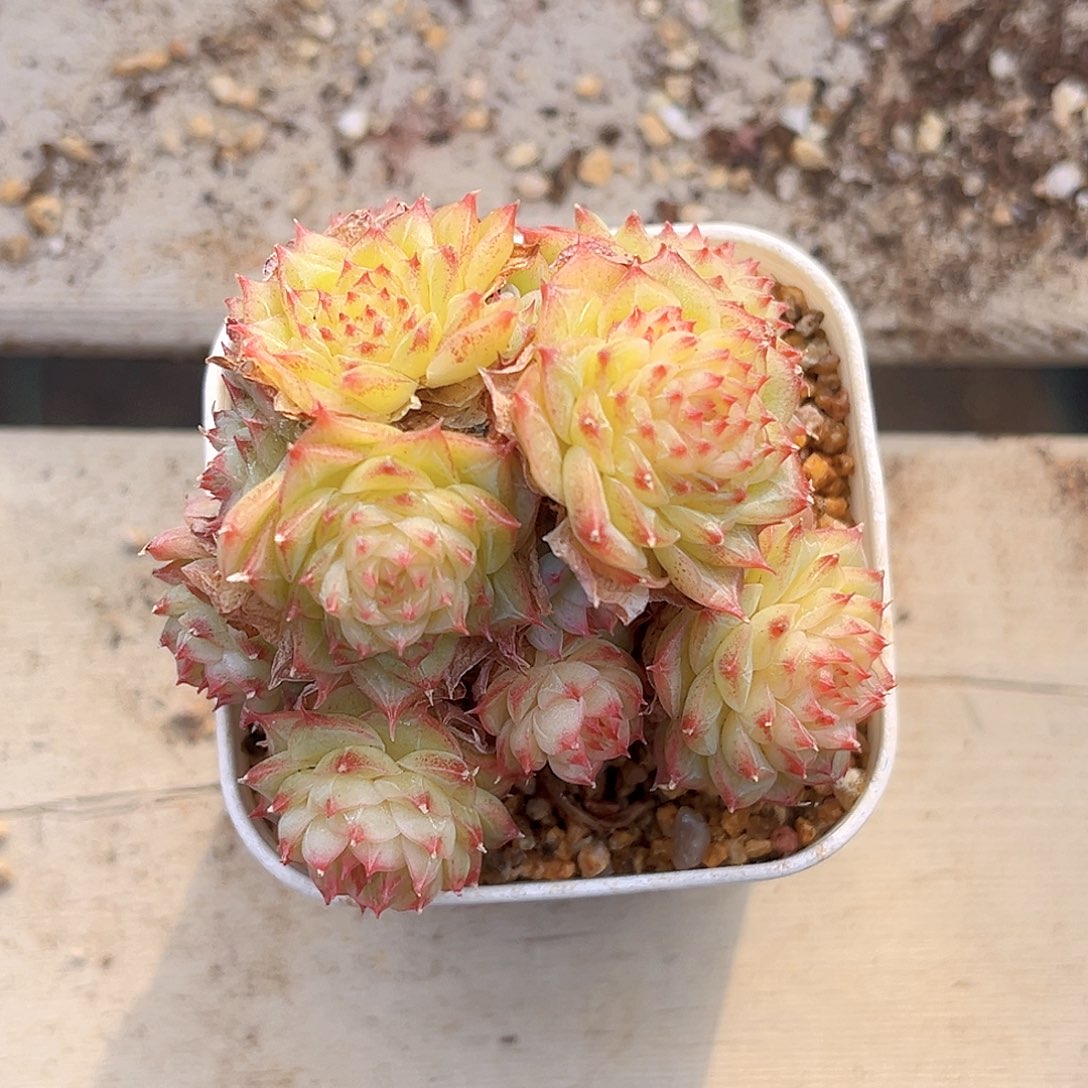 453  流星雨麦秆满18包邮