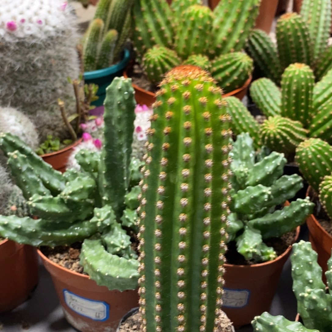 进口金妞金1自根保一杯