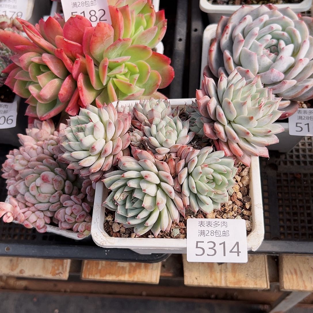 9号我们的确是一5314