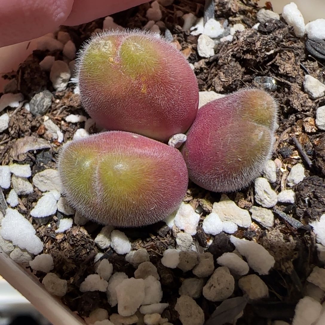 肉锥多肉植物百科-长毛翠滴1229