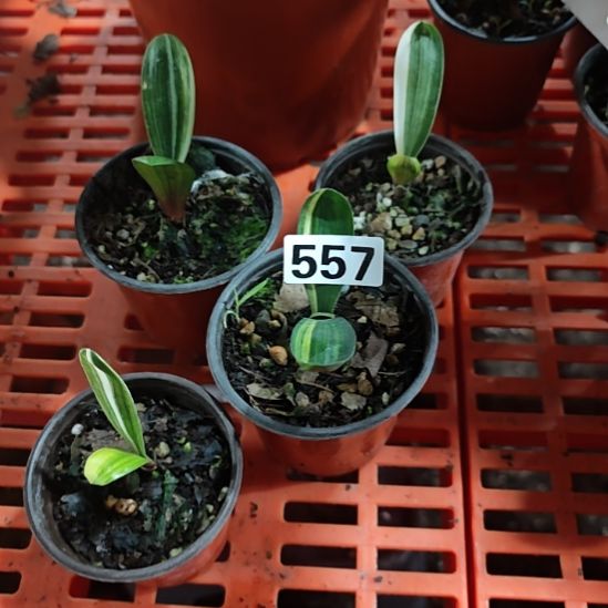 无花朵557000000000