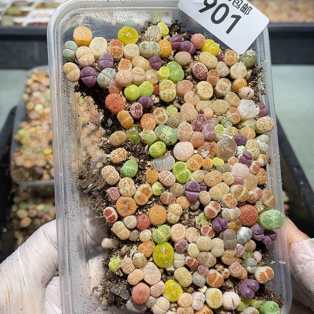 901当天凑满十八元包邮生石花
