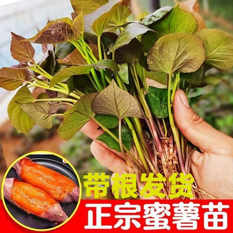 红薯苗黄心板栗苗地瓜苗西瓜红蜜薯紫薯苗高淀粉苗哈密苗带根发货