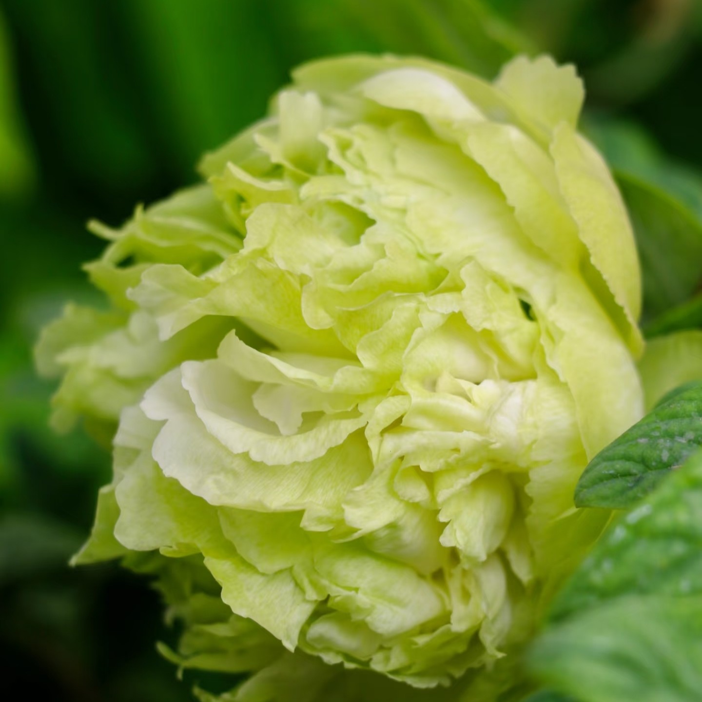 牡丹【豆绿】先发花肥秋季发花苗名品牡丹高端品种观赏牡丹