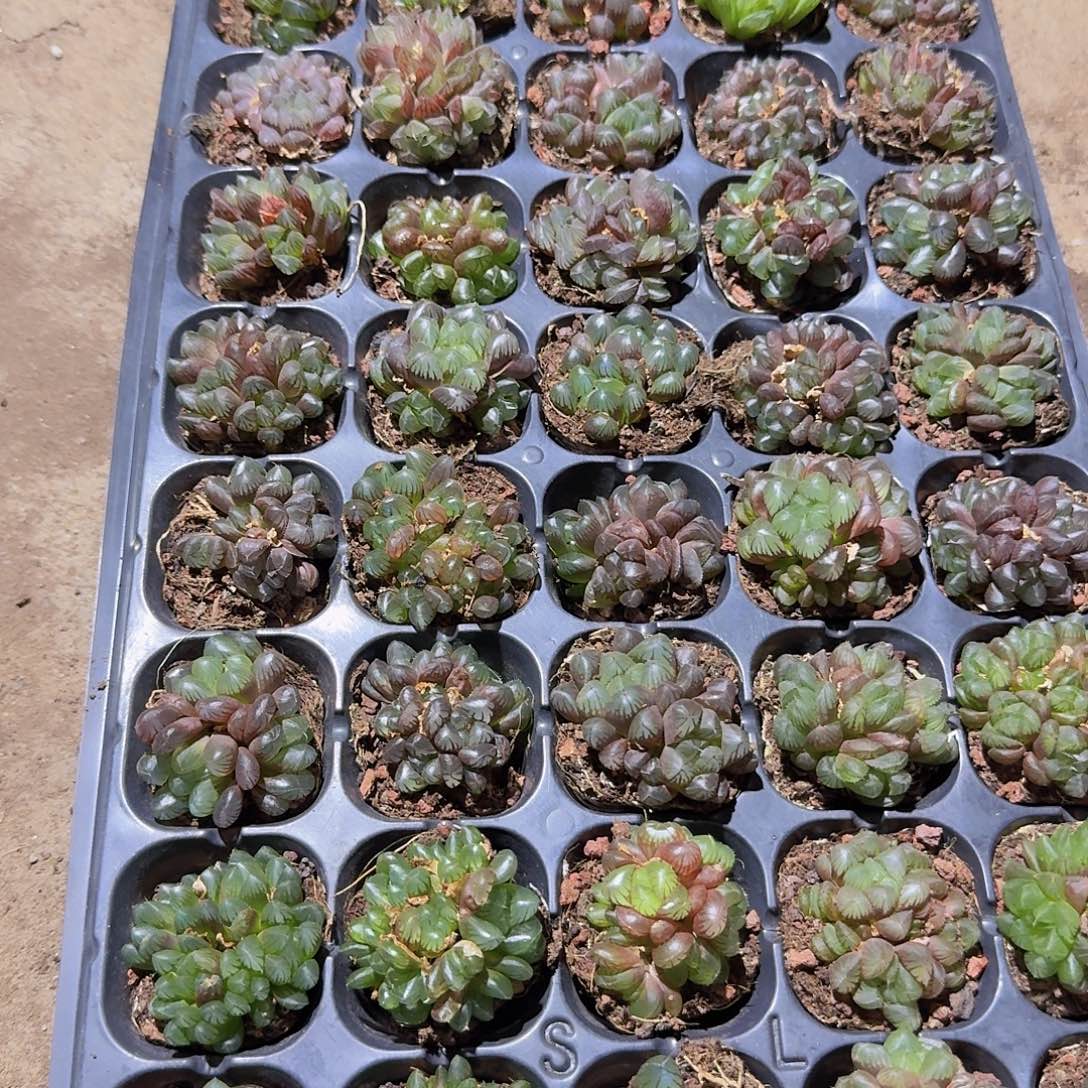 50孔玉露10颗群生量拍