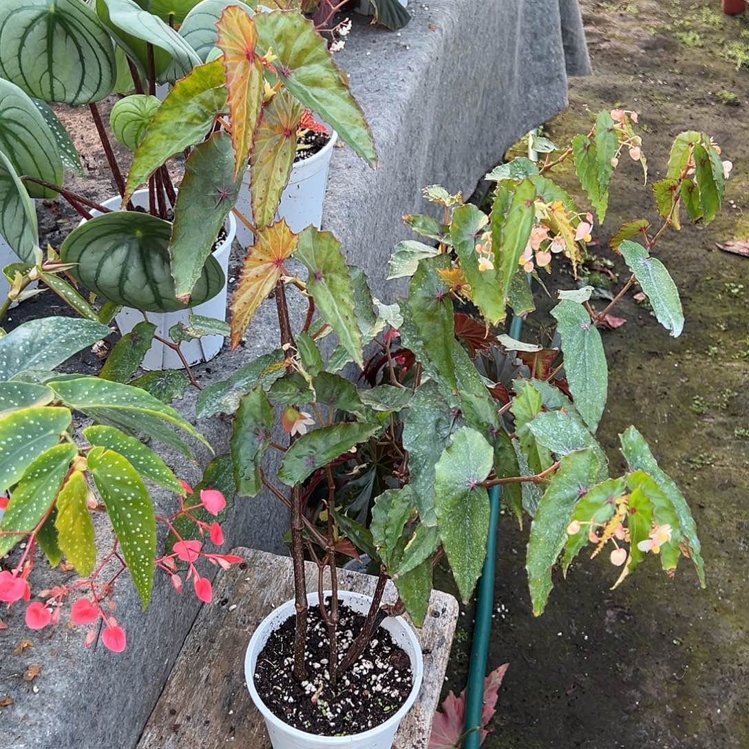 无花朵秋刀鱼杂交