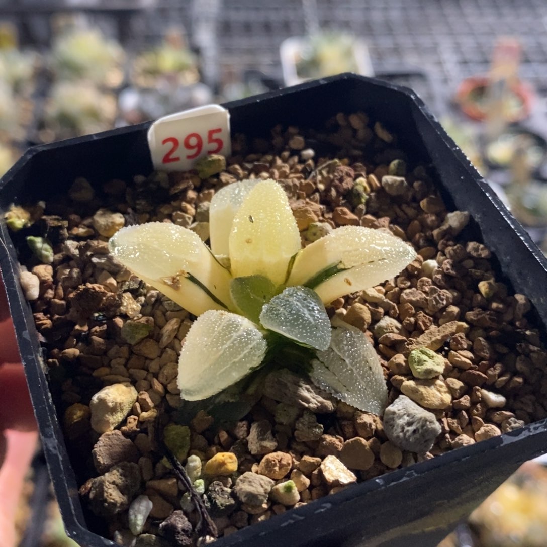 295磨面十二卷多肉植物