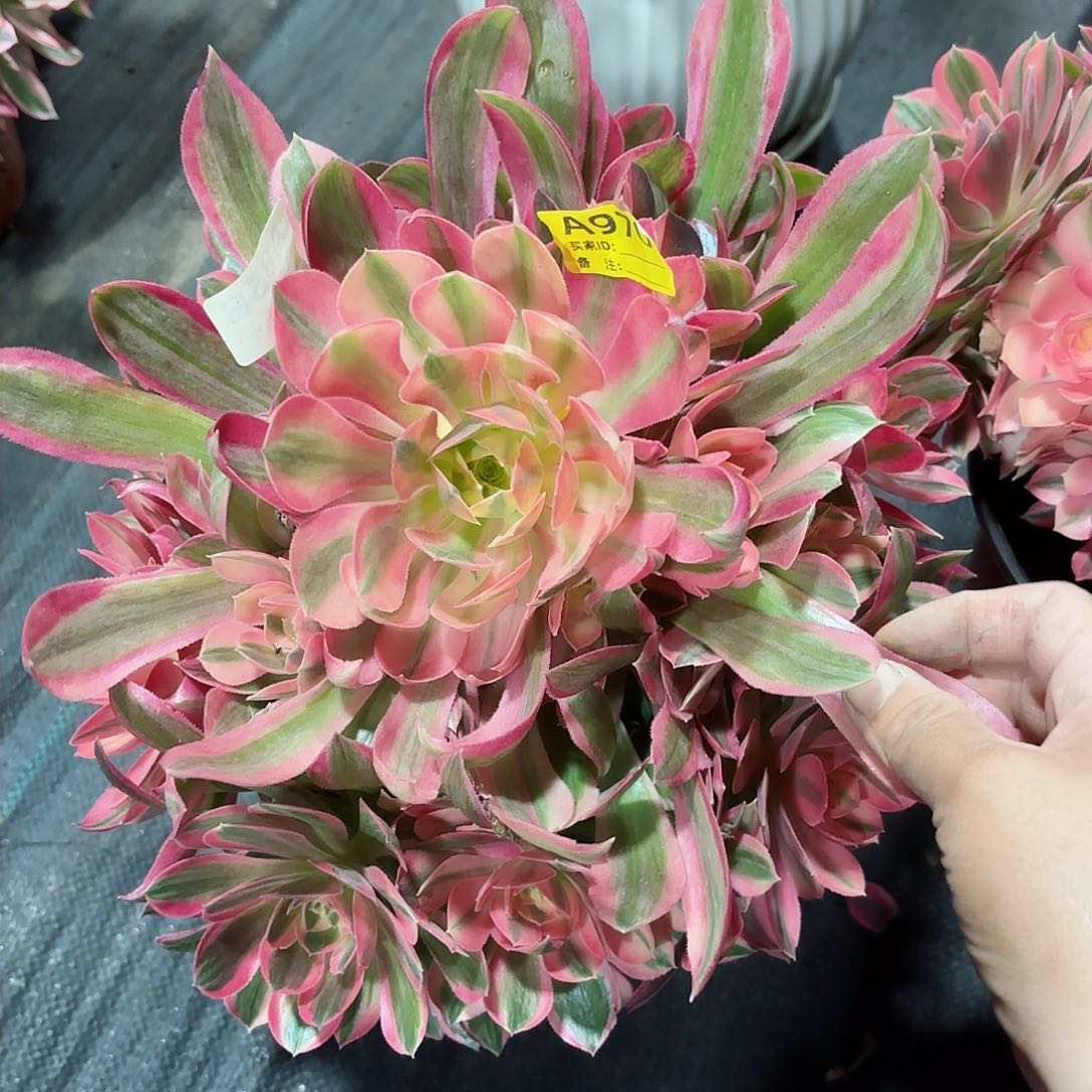 女神970多肉多肉