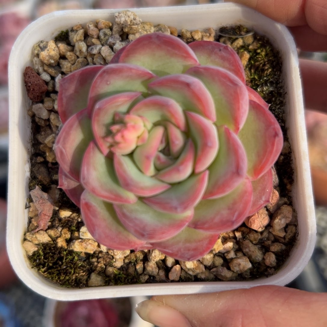 雪夜精控多肉一物一拍